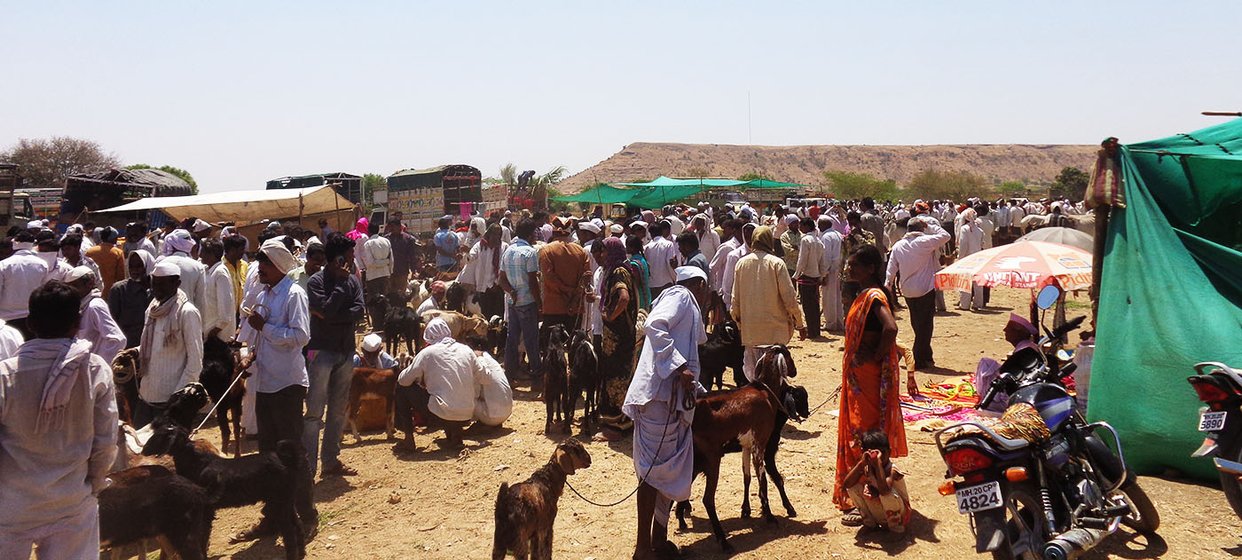 the weekly cattle market at Adul