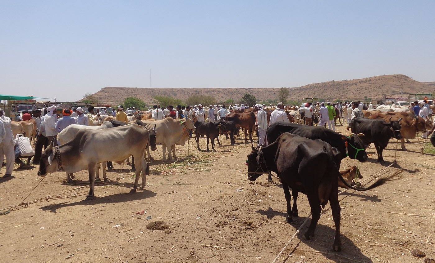 Cattle market at Adul