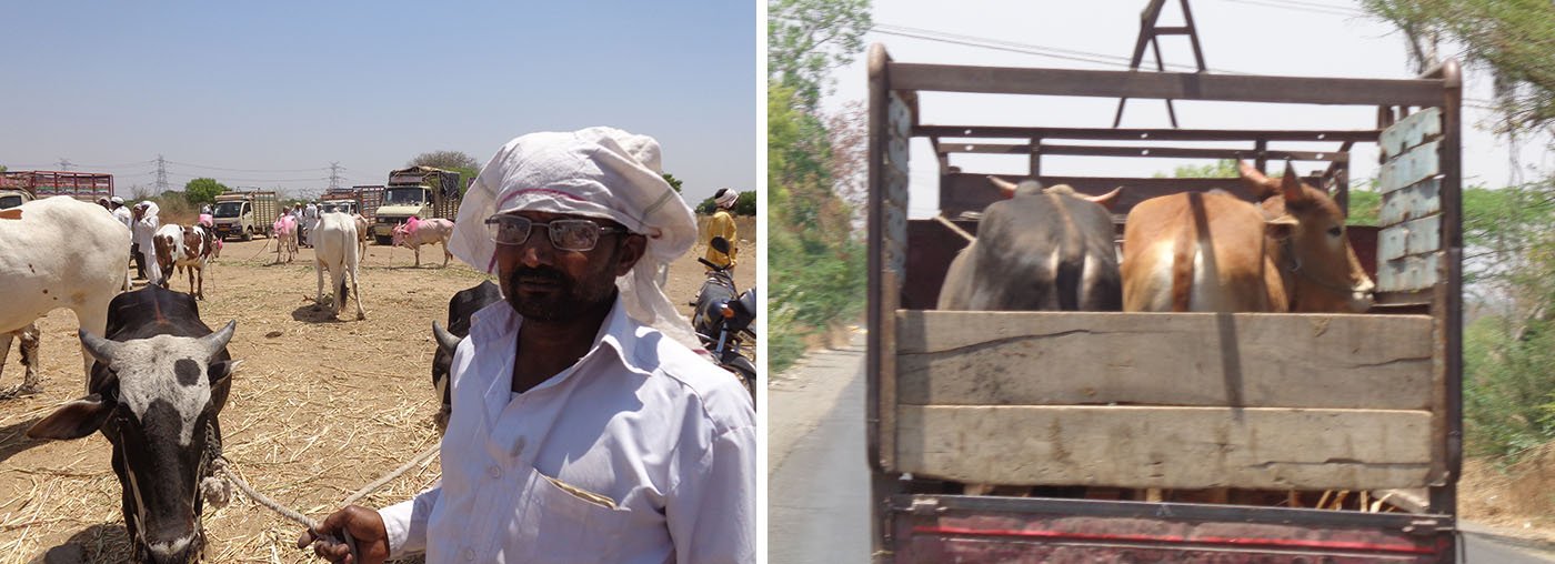 Appasaheb Kothule at the cattle market, Cows being transported in a small truck