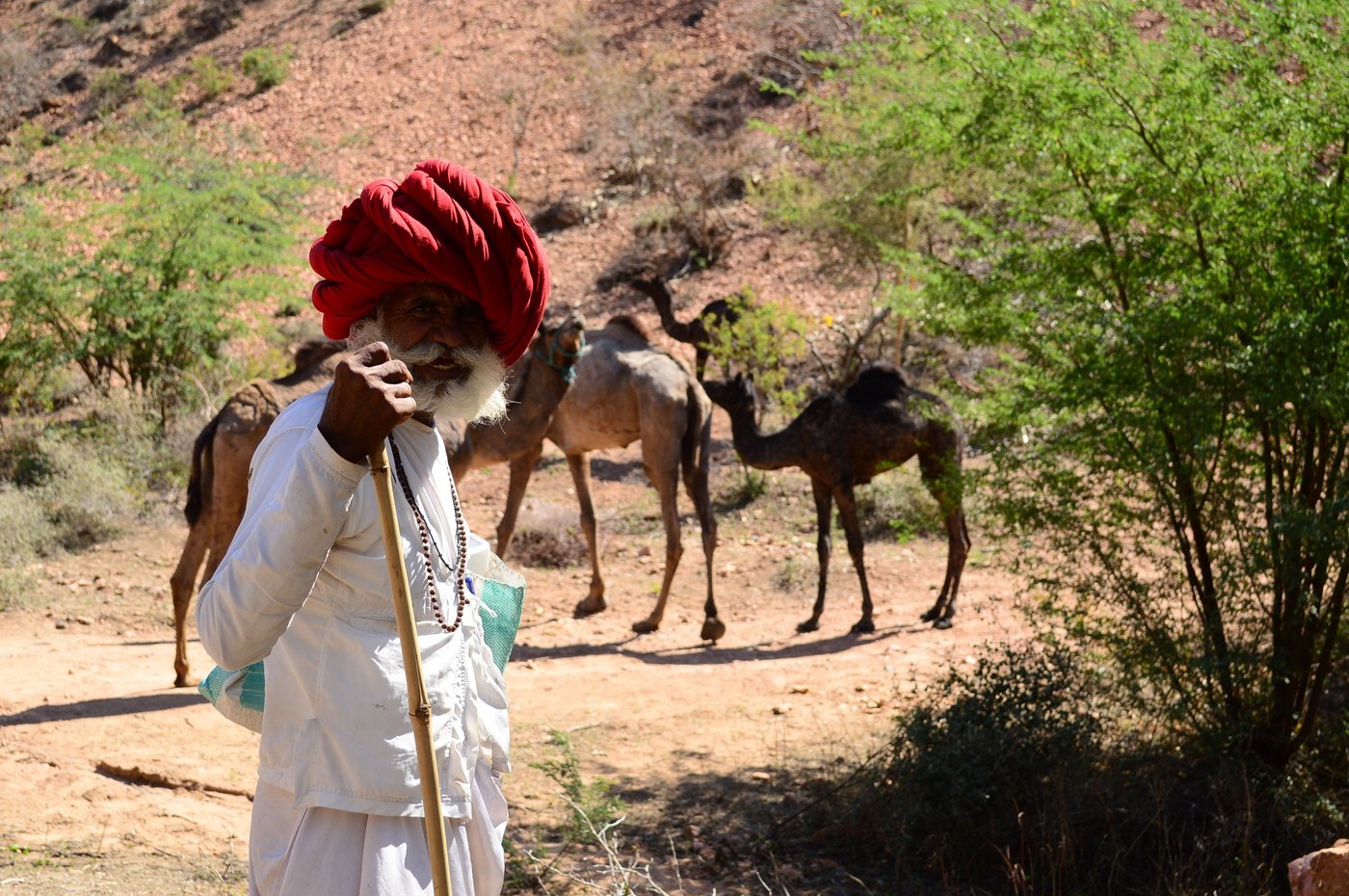 Fuyaramji stands guard while his camels are busy eating
