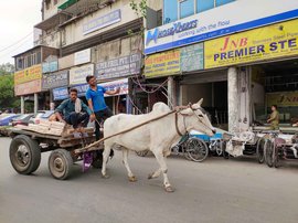 دارالحکومت دہلی کے بیل گاڑی مالکان