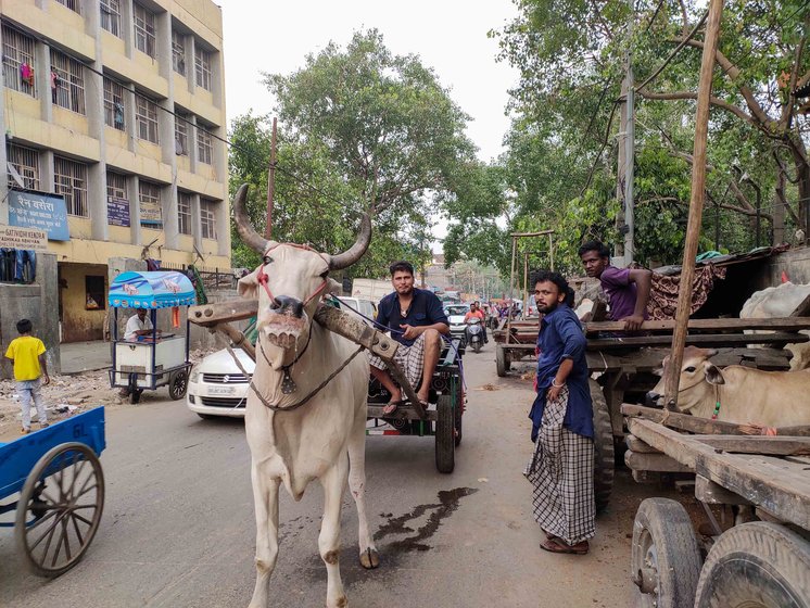 'We know the price we pay for living with tradition. But we love our oxen. They are our family', says Vijay Kumar Singh, siting on the cart (left); he   never went to school, but wants his son Rajesh (right) to get a good education