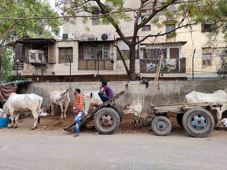 The densely-packed Motia Khan locality is home to many bullock carts owners, who park their animals and carts on the streets (left); among them is 18-year-old Kallu Kumar (right), who says, 'I had to follow in my father’s footsteps and ride the cart'