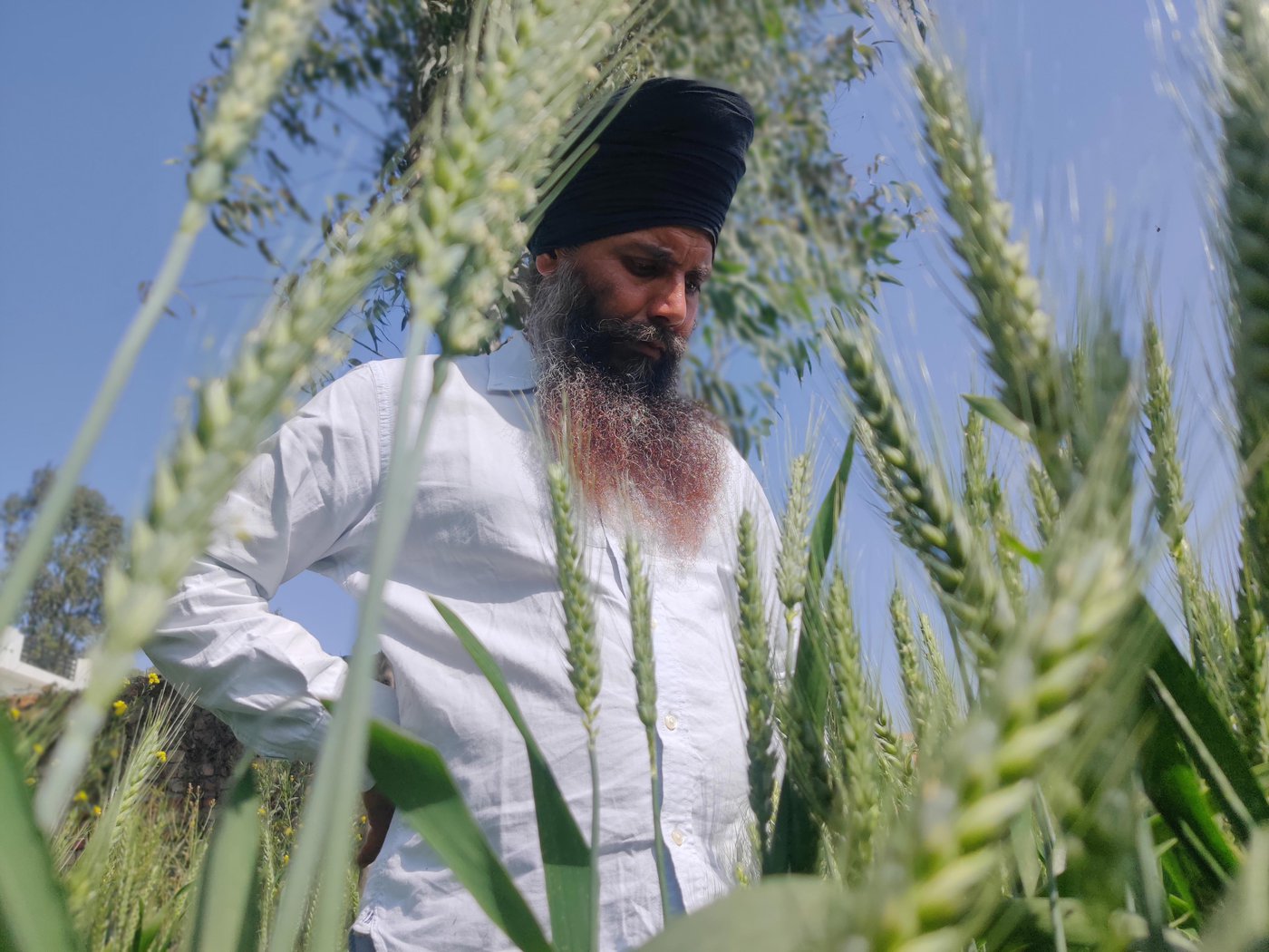 Sukhdeo Chanchal Singh in his farm