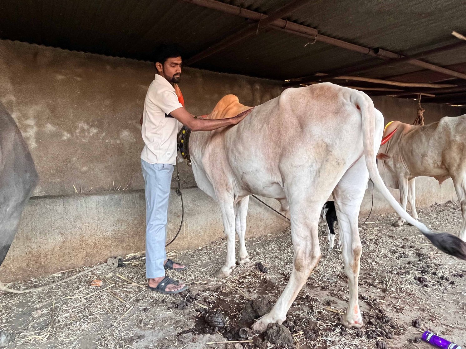 Santosh Khade with one of the family’s four bullocks. As a boy, Khade learnt to tend to the animals while his parents worked