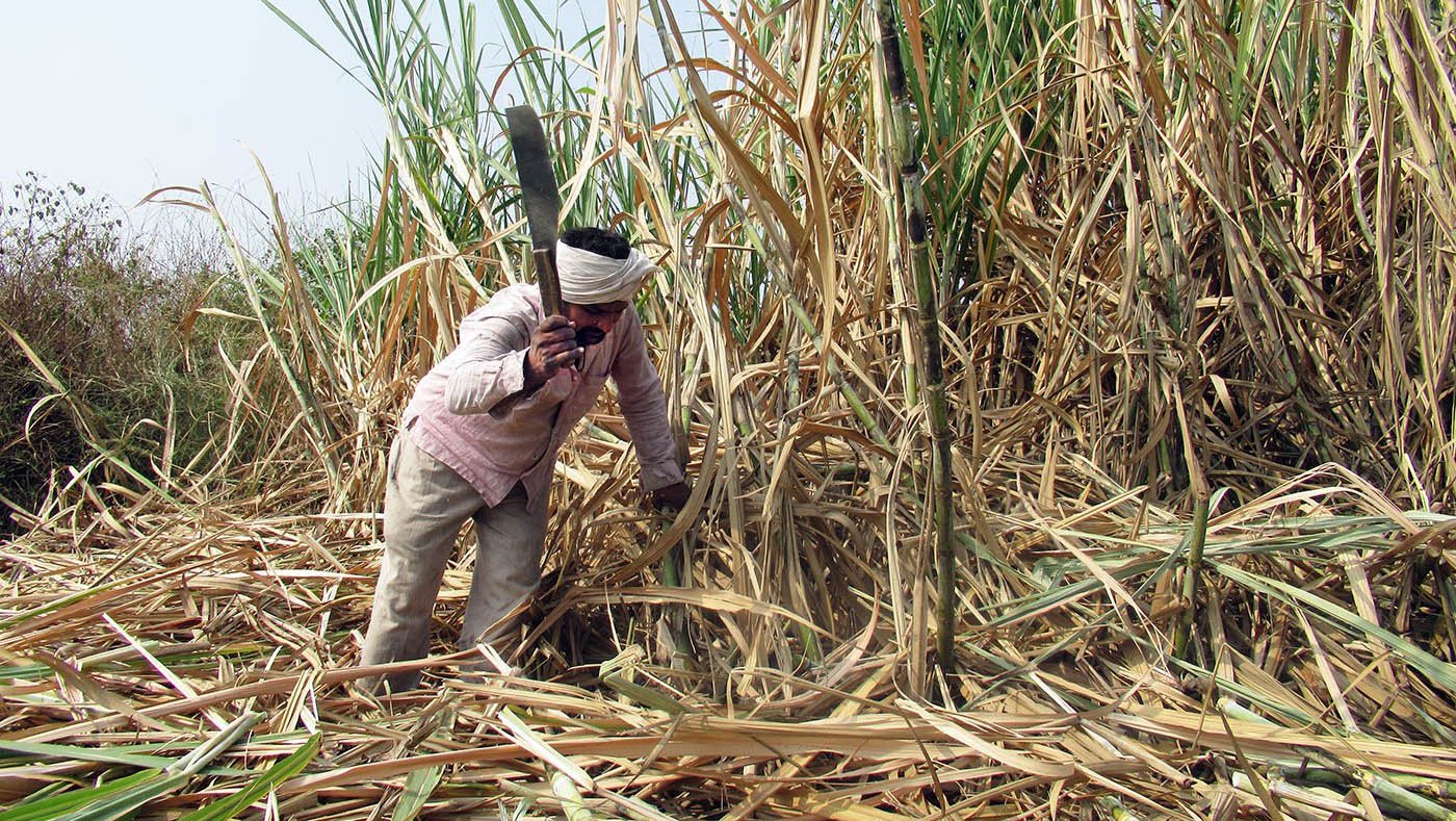 Man cutting sugarcane