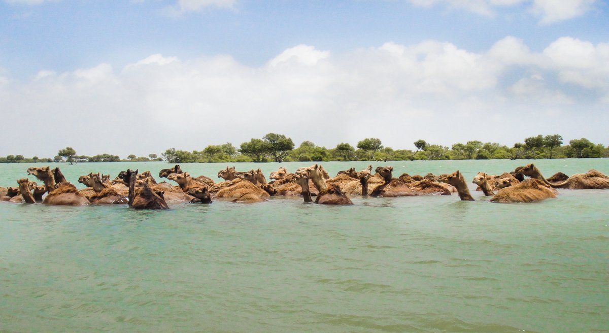 An image of Kharai camels swimming 