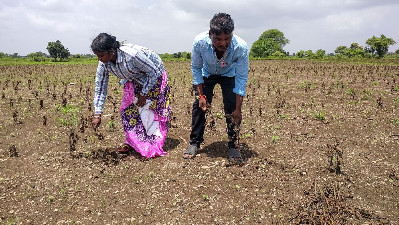 man and woman working in field