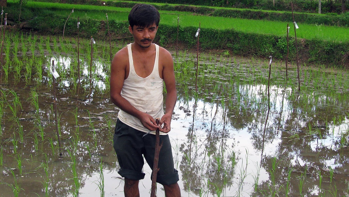 Man standing in paddy field
