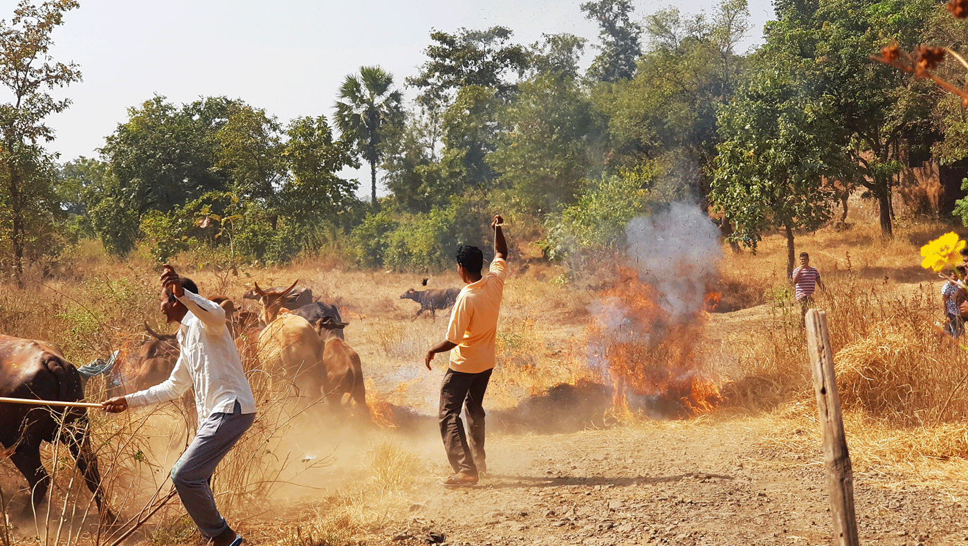 people walking cattle on fire