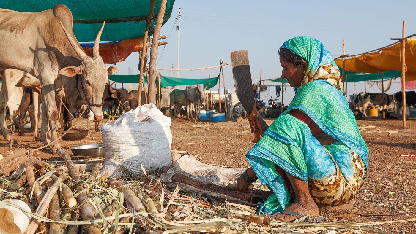 Woman cutting sugarcane for fodder