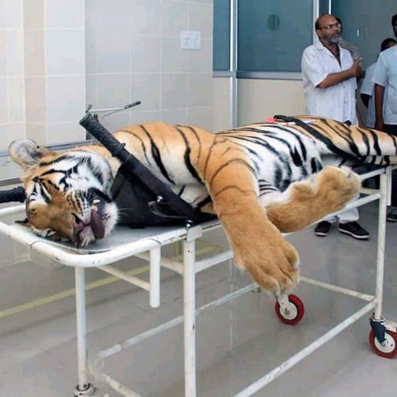 T1’s corpse was sent to Gorewada zoo in Nagpur  for a postmortem