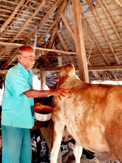 On Balipratipada, our cattle are decorated and offered prayers. 'This is an Adivasi tradition', says 70-year-old Ashok Kaka Garel
