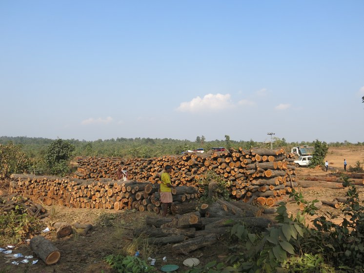 Left: The villagers say income from forest produce helped them build this high school in the village. Right: In a large clearing, under the watch of company staff, hundreds of freshly logged trees are piled up