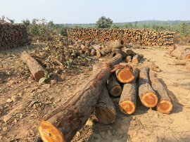 ‘We believe 15,000 trees have already been cut’