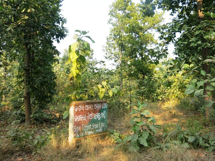 Left: While a  forest department signboard in Patrapali advocates forest protection, officials have issued a clearance for the coal mine, noting that the effect of cutting of 1.3 lakh trees 'will be negligible'. Centre: Bijli Munda of Mundapada, Talabira, with the brooms she makes with forest produce, which she will sell for Rs. 20-25 each. Right: Brooms drying outside houses here; these are just one of the many forest products from which villagers make a livelihood
