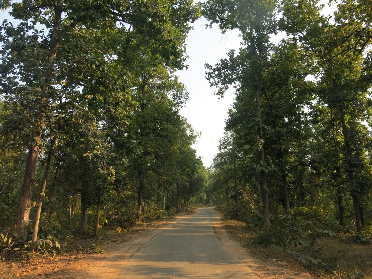 Left: The road to Patrapali village winds through dense community-conserved forests. Right: In the mixed deciduous forests of Talabira village, these giant sal and mahua trees lie axed to the ground 