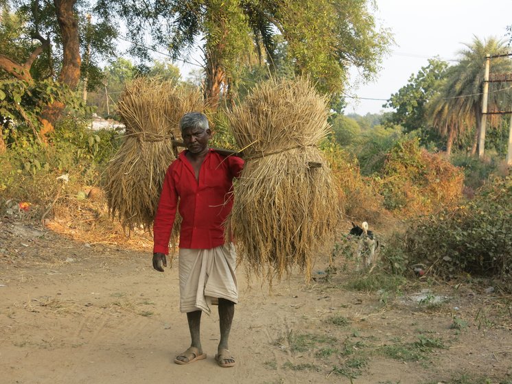 Left: Across the villages, many homes have vegetable farms adjoining homesteads. Right: Many like Hursikes Buriha also depend on paddy cultivation