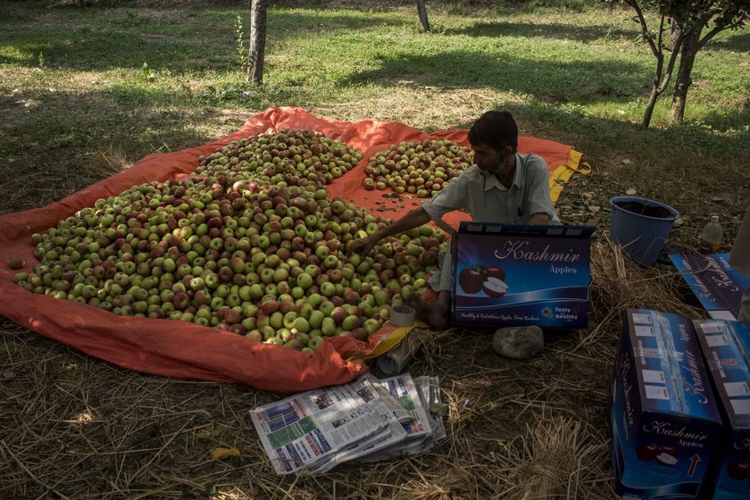 The apple business runs on informal oral agreements. In March-April, traders visit orchards to assess the flowering, and pay the orchard owner an advance based on their estimate of the produce. When the fruit is ready to be harvested, the traders return. In the current turmoil, this entire business is at risk