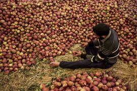 आर्टिकल 370 हटने के बाद उजड़ने लगे हैं कश्मीर के सेब बाग़ान