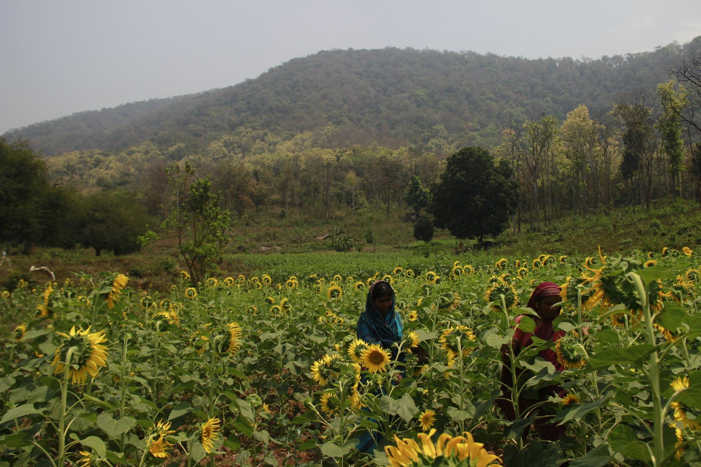 Women in a sunflower field