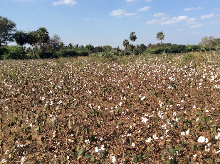 Left: Dhivya works with her family in the fields, often plucking over 70 kilos of cotton bolls a day