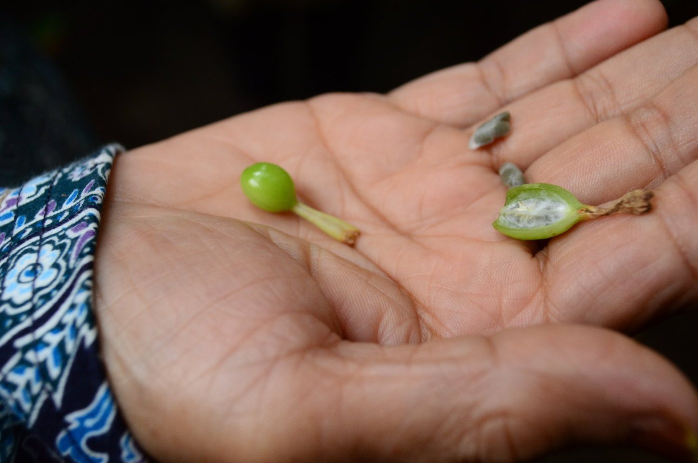 Herb seeds on hand