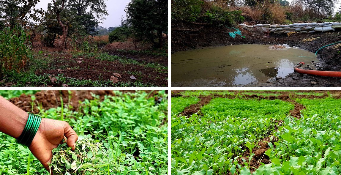 Top row: The stream that flows by their land has a trench at one end to store water. It is created by a bund made from sacks. Bottom row: Methi and palak are some of the vegetables that the Pared family cultivates