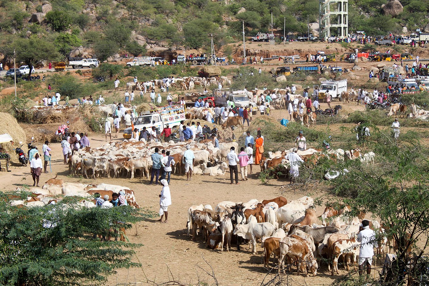 Herd of cattle, up for sale
