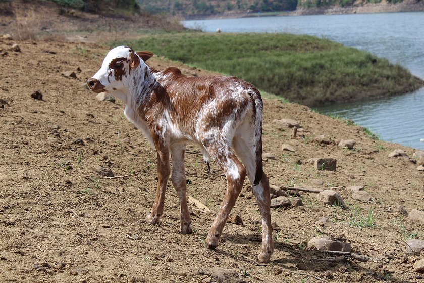 A calf by the river