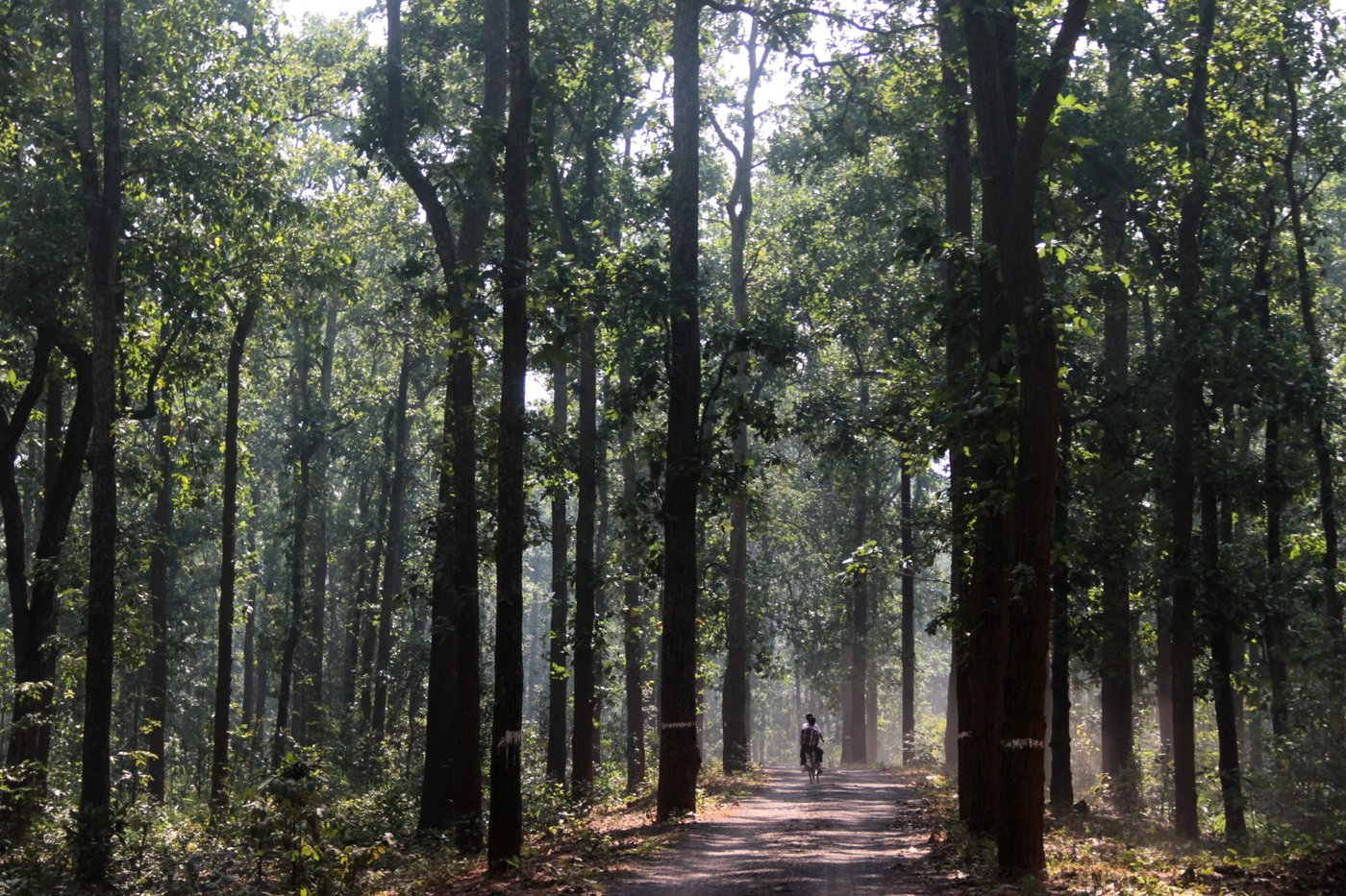 Forested Road with cycle