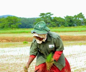 Woman sowing rice in paddy fields 
