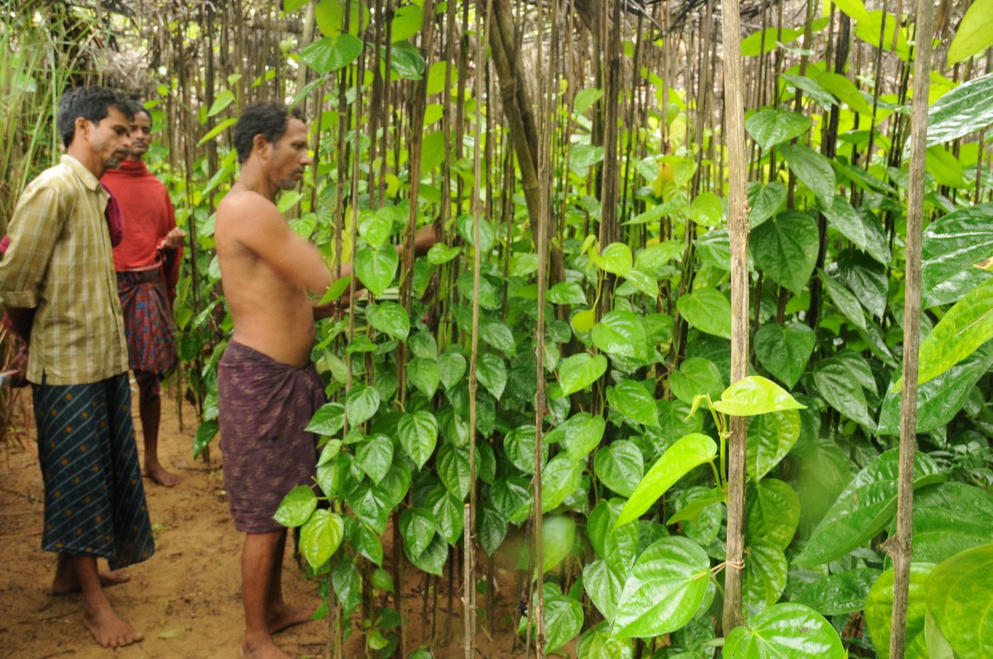 Farmer standing in front of betel leaf vineyard