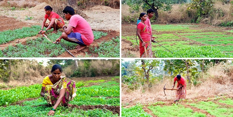 Jayashree and Ramchandra Pared grow vegetables and paddy on their one acre; with the land title they received under the FRA, they no longer have to migrate to the brick kilns