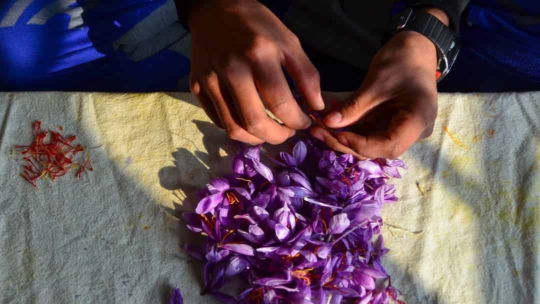 पुलवामातल्या केशराचा विरता रंग