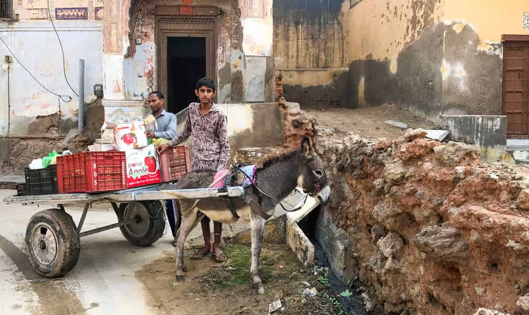 গাধাদের সময় বুঝি ঘনিয়ে এসেছে