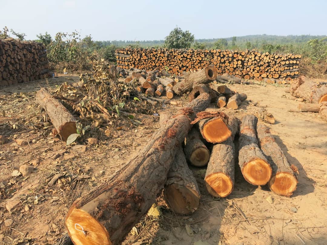 ’ہمیں لگتا ہے کہ ۱۵۰۰۰ درخت پہلے ہی کاٹے جا چکے ہیں‘