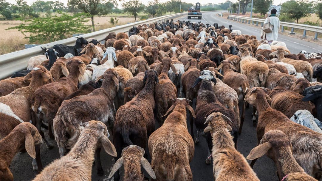 کروبا چرواہے اپنا معاش کھو رہے ہیں