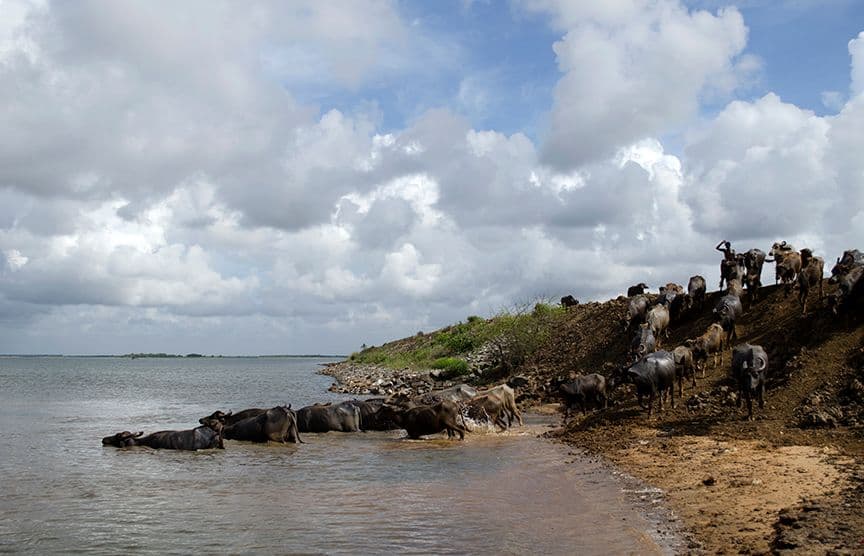 چراگاہوں کی تلاش میں بھینسوں کا ندی پار کرنا