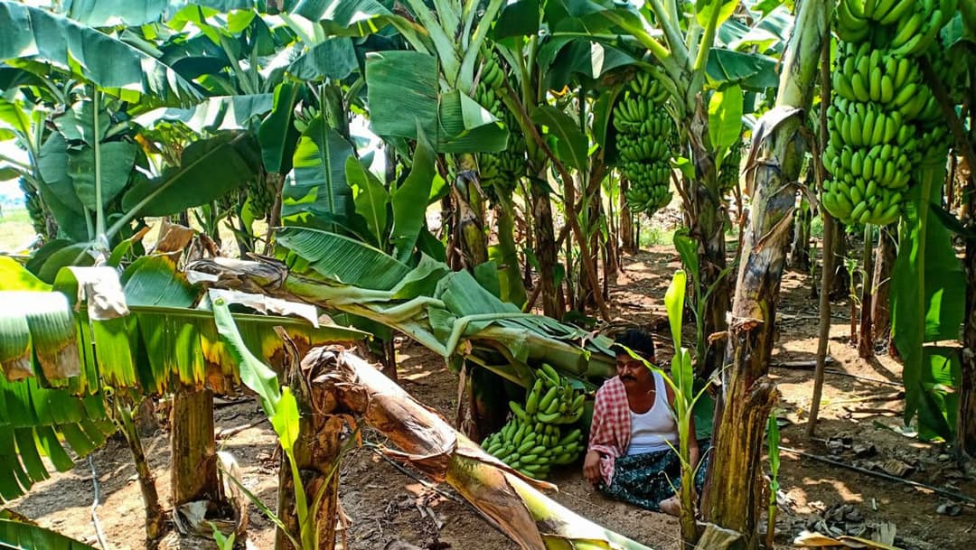 आंध्रातील केळी शेतकरी टाळेबंदीत सैरभैर