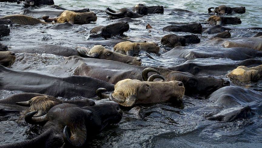 ஒடிசா: மேய்ச்சல் நிலம் தேடும் நீச்சல் பயணம்