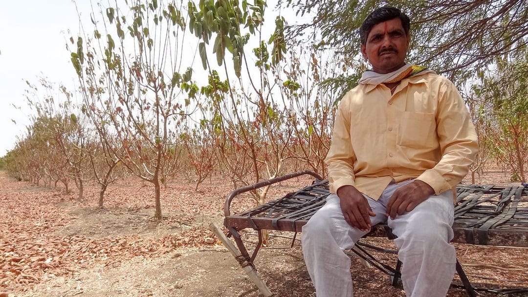 प्रह्लाद के लिए कठिन विकल्प: गाय या अमरूद?