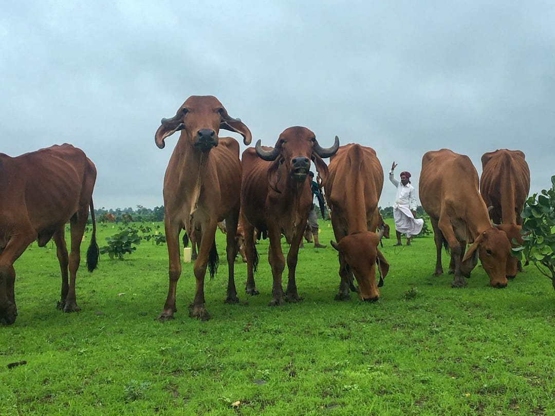 وبائی مرض کی قیمت چکا رہے وِدربھ کے مویشی پرور