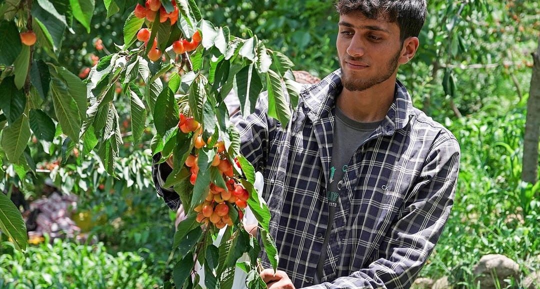 ഗാന്ദെർബലിൽ ചെറിയുടെ വിളവെടുപ്പ് കാലത്തിന് കയ്പ്പ്