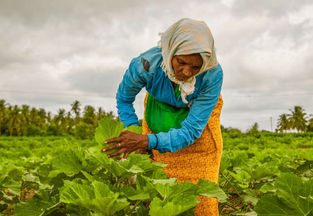 The life and labour of women farmers
