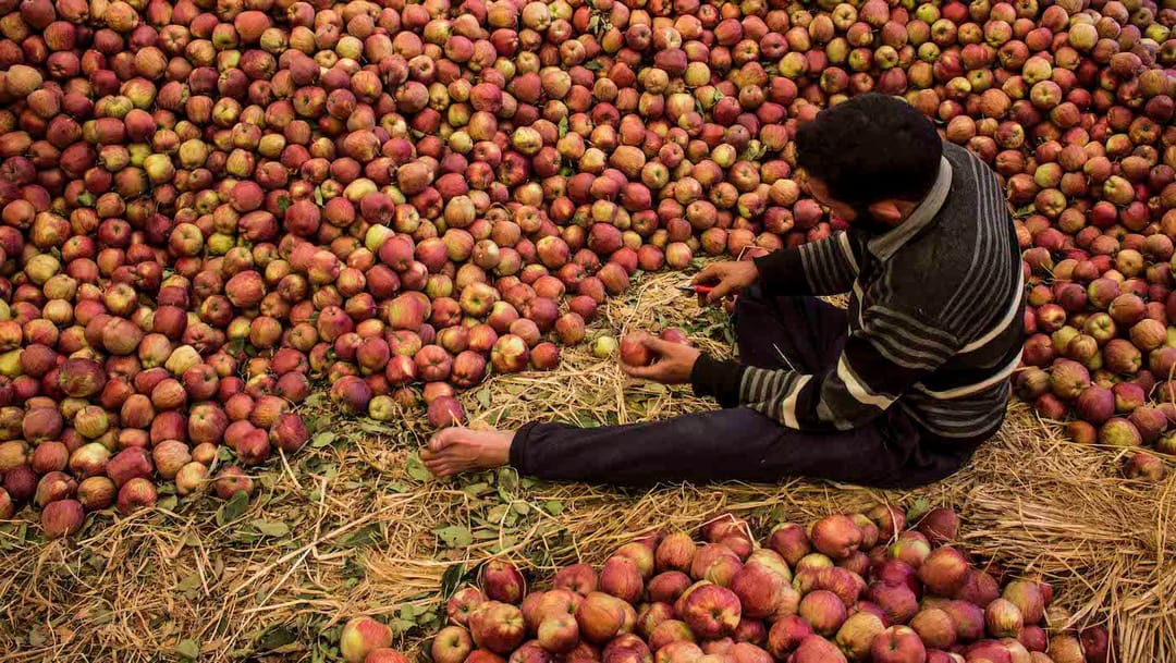 کشمیر میں سیب کی تجارت: اس محنت کا کوئی پھل نہیں