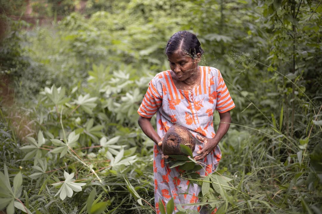 ନଡ଼ିଆ ଗୋଟେଇ ପେଟ ପୋଷୁଛନ୍ତି ତଙ୍ଗମ୍ମା