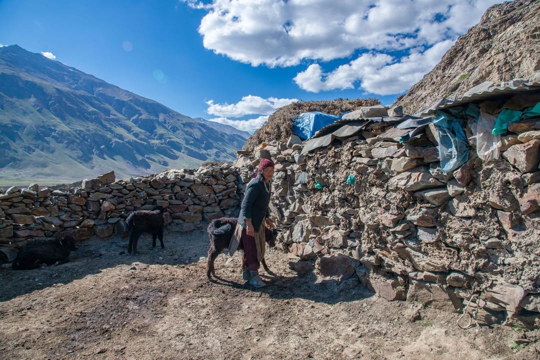 Zanskar’s yak herders are feeling the heat