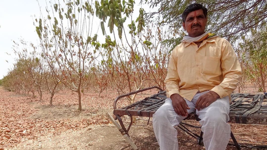 پرہلاد کے لیے مشکل متبادل: گائے یا امرود؟