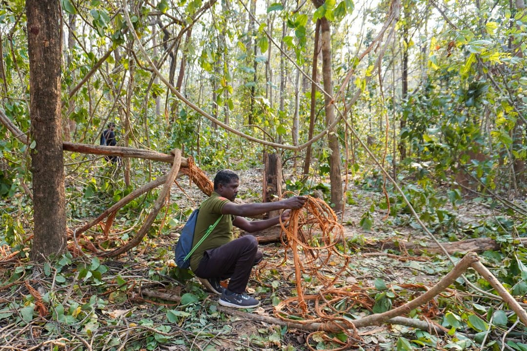 ଉଦନ୍ତି ସୀତାନଦୀ ବ୍ୟାଘ୍ର ଅଭୟାରଣ୍ୟରେ ହାତୀମାନଙ୍କ ସହ ପଦଯାତ୍ରା